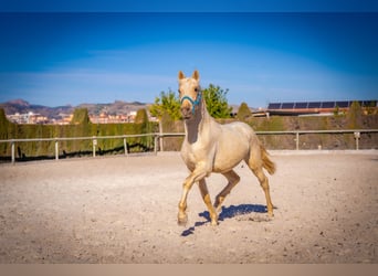 PRE Mix, Hengst, 4 Jahre, 156 cm, Palomino