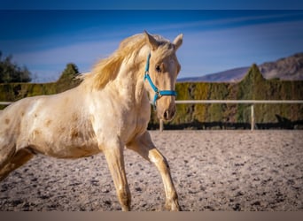 PRE Mix, Hengst, 4 Jahre, 156 cm, Palomino