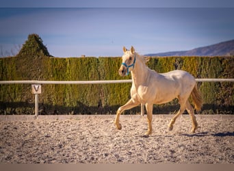 PRE Mix, Hengst, 4 Jahre, 156 cm, Palomino