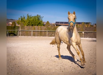PRE Mix, Hengst, 4 Jahre, 156 cm, Palomino