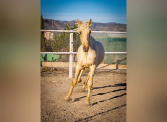 PRE Mix, Hengst, 4 Jahre, 156 cm, Palomino
