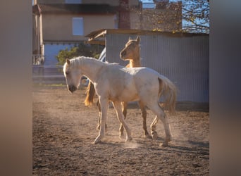 PRE Mix, Hengst, 4 Jahre, 156 cm, Palomino