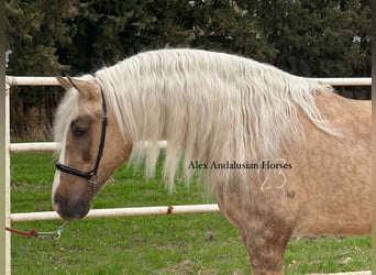 PRE Mix, Hengst, 4 Jahre, 156 cm, Palomino