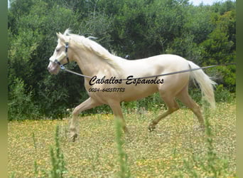 PRE, Hengst, 4 Jahre, 156 cm, Palomino