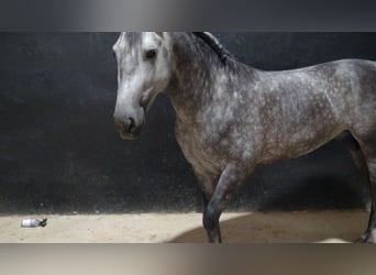 PRE, Hengst, 4 Jahre, 156 cm, Schimmel