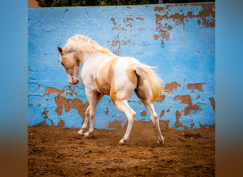 PRE Mix, Hengst, 4 Jahre, 156 cm, Tobiano-alle-Farben