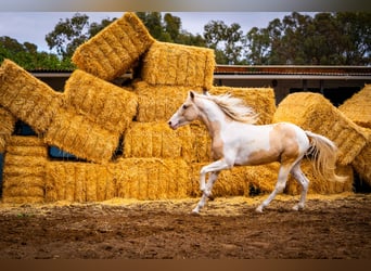 PRE Mix, Hengst, 4 Jahre, 156 cm, Tobiano-alle-Farben