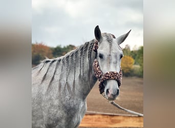 PRE Mix, Hengst, 4 Jahre, 157 cm, Blauschimmel