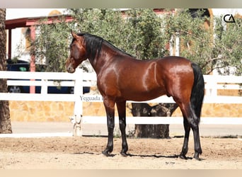 PRE, Hengst, 4 Jahre, 157 cm, Brauner