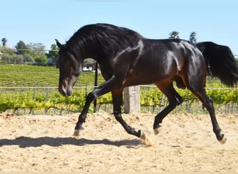 PRE, Hengst, 4 Jahre, 157 cm, Dunkelbrauner