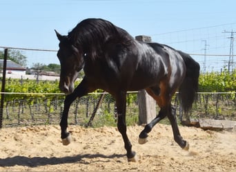 PRE, Hengst, 4 Jahre, 157 cm, Dunkelbrauner
