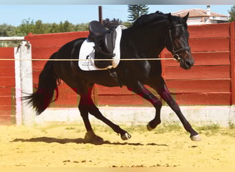 PRE, Hengst, 4 Jahre, 157 cm, Dunkelbrauner