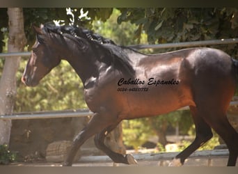 PRE Mix, Hengst, 4 Jahre, 157 cm, Schwarzbrauner