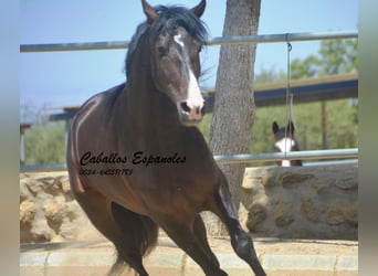 PRE Mix, Hengst, 4 Jahre, 157 cm, Schwarzbrauner