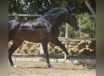 PRE Mix, Hengst, 4 Jahre, 157 cm, Schwarzbrauner