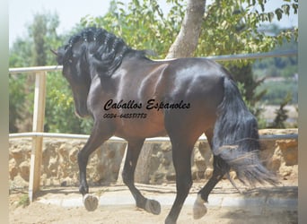 PRE Mix, Hengst, 4 Jahre, 157 cm, Schwarzbrauner