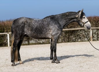 PRE, Hengst, 4 Jahre, 158 cm, Blauschimmel