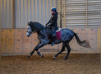 PRE, Hengst, 4 Jahre, 158 cm, Blauschimmel
