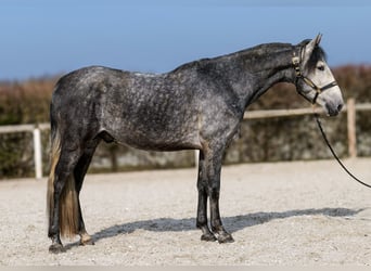 PRE, Hengst, 4 Jahre, 158 cm, Blauschimmel