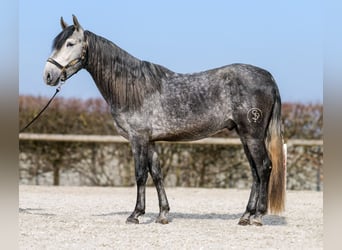 PRE, Hengst, 4 Jahre, 158 cm, Blauschimmel