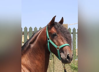 PRE, Hengst, 4 Jahre, 158 cm, Brauner