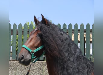 PRE, Hengst, 4 Jahre, 158 cm, Brauner