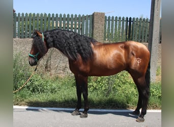 PRE, Hengst, 4 Jahre, 158 cm, Brauner