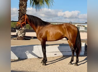 PRE Mix, Hengst, 4 Jahre, 158 cm, Brauner