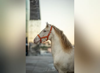 PRE Mix, Hengst, 4 Jahre, 158 cm, Perlino