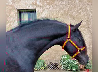 PRE Mix, Hengst, 4 Jahre, 158 cm, Rappe