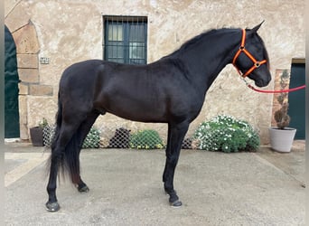 PRE Mix, Hengst, 4 Jahre, 158 cm, Rappe