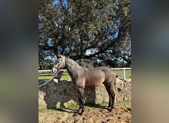 PRE Mix, Hengst, 4 Jahre, 158 cm, Schimmel