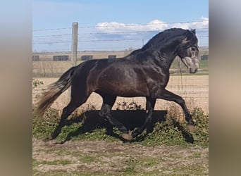 PRE Mix, Hengst, 4 Jahre, 158 cm, Schimmel