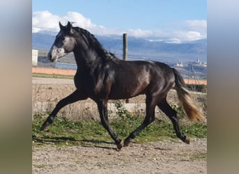 PRE Mix, Hengst, 4 Jahre, 158 cm, Schimmel