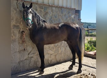 PRE Mix, Hengst, 4 Jahre, 158 cm, Schimmel