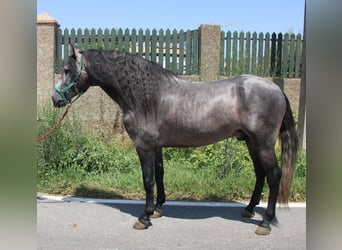 PRE, Hengst, 4 Jahre, 158 cm, Schimmel