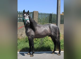 PRE, Hengst, 4 Jahre, 158 cm, Schimmel
