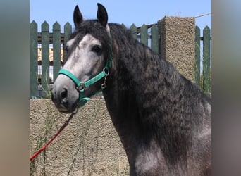 PRE, Hengst, 4 Jahre, 158 cm, Schimmel