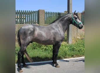 PRE, Hengst, 4 Jahre, 158 cm, Schimmel