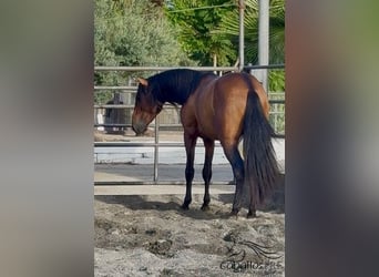 PRE Mix, Hengst, 4 Jahre, 159 cm, Brauner