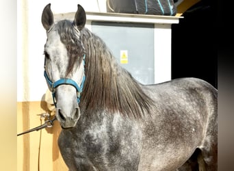 PRE, Hengst, 4 Jahre, 159 cm, Kann Schimmel werden