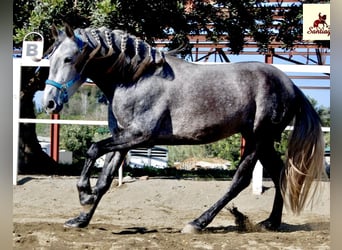 PRE, Hengst, 4 Jahre, 159 cm, Kann Schimmel werden