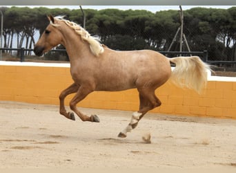 PRE Mix, Hengst, 4 Jahre, 159 cm, Palomino