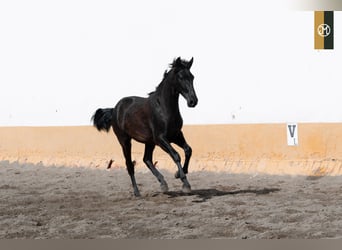 PRE, Hengst, 4 Jahre, 159 cm, Rappe