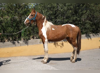 PRE Mix, Hengst, 4 Jahre, 159 cm, Schecke