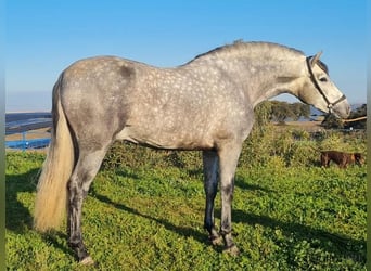 PRE, Hengst, 4 Jahre, 159 cm, Schimmel