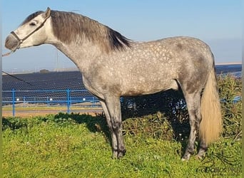 PRE, Hengst, 4 Jahre, 159 cm, Schimmel