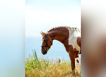 PRE Mix, Hengst, 4 Jahre, 159 cm, Tobiano-alle-Farben