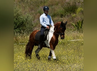PRE Mix, Hengst, 4 Jahre, 159 cm, Tobiano-alle-Farben