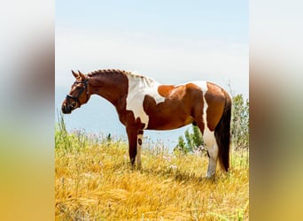 PRE Mix, Hengst, 4 Jahre, 159 cm, Tobiano-alle-Farben